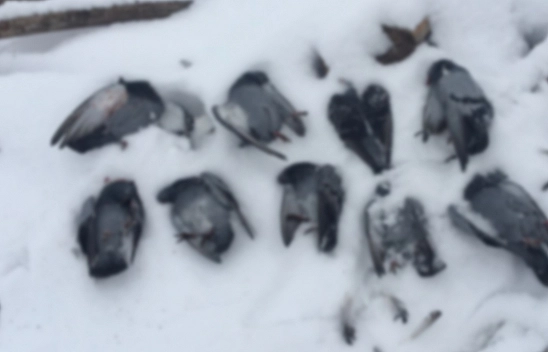 Elazığ'da soğuktan onlarca güvercin donarak telef oldu