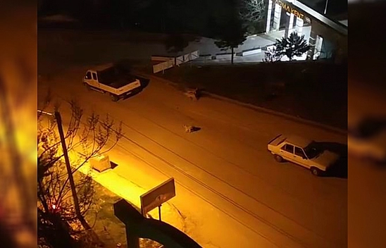 Elazığ'da sokak köpekleri çocuğa saldırdı