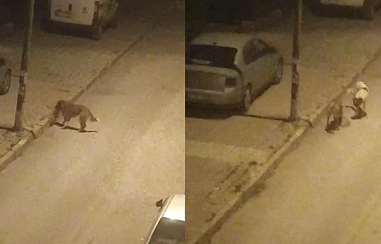 Elazığ'da Sokak Köpekleri Kediyi Parçaladı!