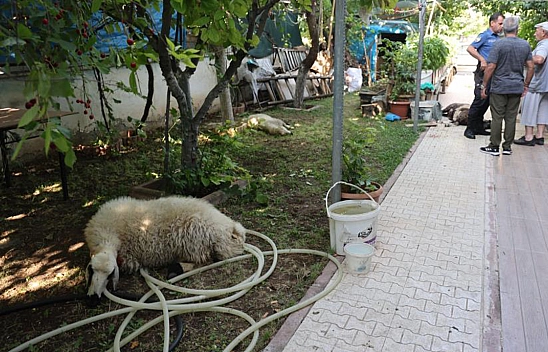 Elazığ'da Sokak Köpeklerinin Yaptığını Duyanlar Dehşete Düşüyor!