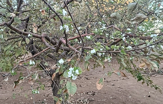 Elazığ'da sonbaharda çiçek açan ağaç görenleri şaşırttı