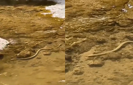 Elazığ'da su yılanı avlanırken görüntülendi