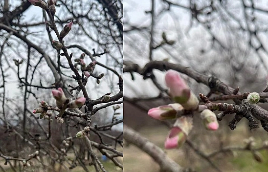 Elazığ'da Şubat Mucizesi!