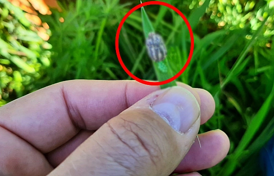 Elazığ'da Süne İle Mücadele Çalışmaları Başladı