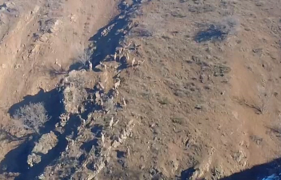 Elazığ'da sürü halinde gezen dağ keçileri görüntülendi