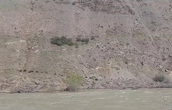 Elazığ'da Sürü Halinde Görüntülendiler