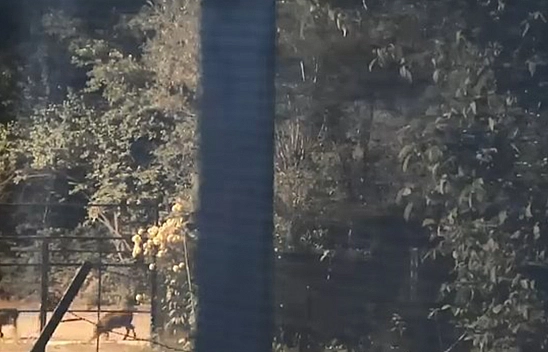 Elazığ'da sürü halinde görüntülendiler