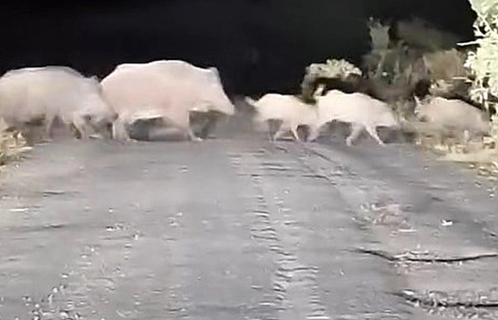 Elazığ'da sürü halinde görüntülendiler!