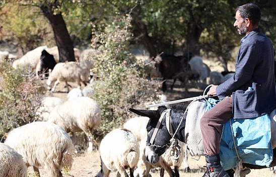 Elazığ'da sürü sahipleri aylık 70 bin artı 30 GB internete çalıştıracak çoban bulamıyor