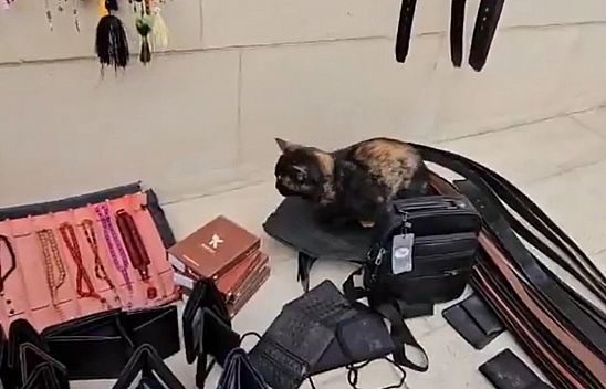 Elazığ'da tezgahını geç açan satıcıya kedisinin gösterdiği tepki, gündem oldu