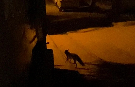 Elazığ'da tilki merkeze indi