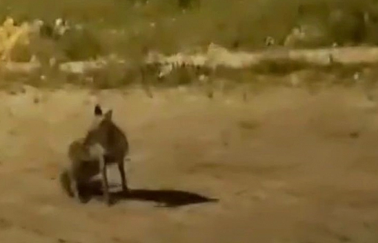 Elazığ'da Tilki Şehir Merkezine İndi