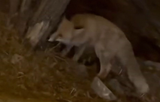 Elazığ'da tilki şehir merkezine indi