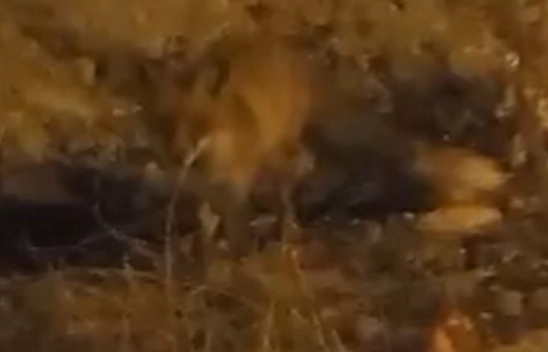 Elazığ'da tilki şehir merkezinde görüntülendi