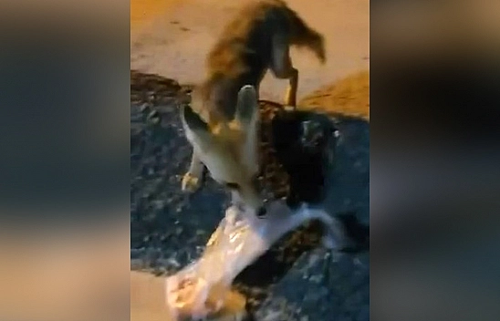 Elazığ'da tilki yemeği alıp gözden kayboldu