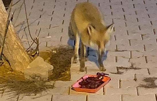 Elazığ'da tilkiyi ciğerle beslediler