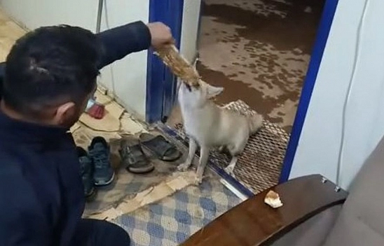 Elazığ'da tilkiyle sıcak dostluk