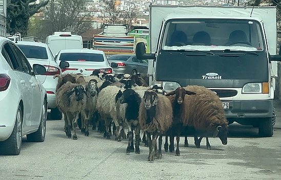 Elazığ'da trafikte beklenmedik misafir: Koyun sürüsü şehir merkezinde yolu kapattı