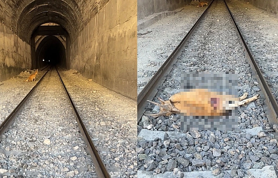 Elazığ'da tünele giren dağ keçilerine tren çarptı