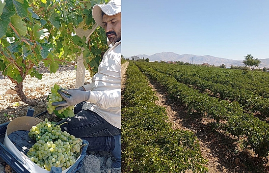 Elazığ'da üretici için zor yıl: Düşük verim, ertelenmeyen krediler