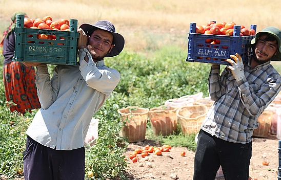 Elazığ'da üretici: 'Tarlada domates 8 lira, markette 25 lira'