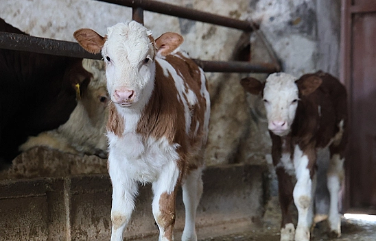 Elazığ'da ikiz buzağı dünyaya geldi