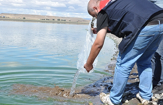 Elazığ'da üretilen 500 bin yavru sazan Kars göllerine bırakıldı