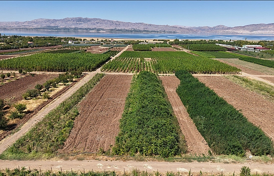 Elazığ'da üretilen milyonlarca fidan, ülkeye nefes oluyor