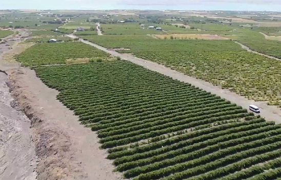 Elazığ'da üretiliyor Avrupa kapış kapış alıyor! Yerine göre kilosu 400 TL'yi aşıyor… Faydası saymakla bitmiyor