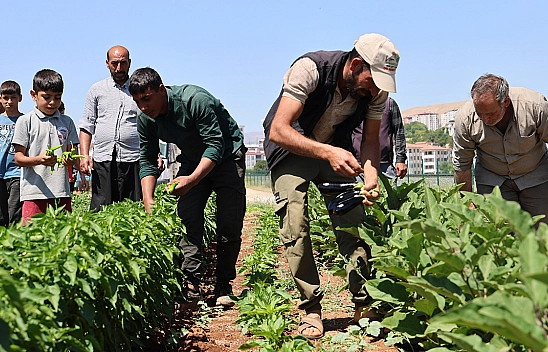Elazığ'da üretim arttı, sofralar sebzeyle dolacak