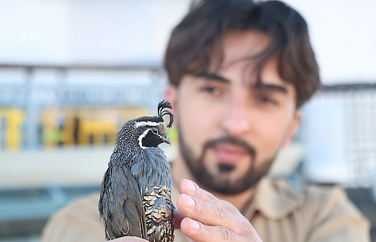 Elazığ'da ürettiği egzotik bıldırcını dünyaya ihraç ediyor