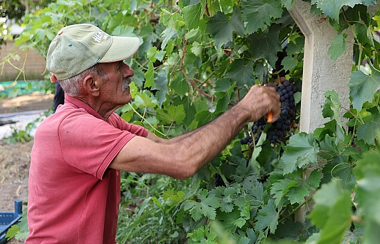 Elazığ'da üzüm bağlarında hasat heyecanı!