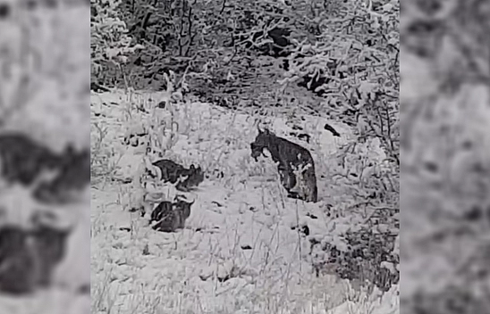 Elazığ'da vaşak ailesi görüntülendi