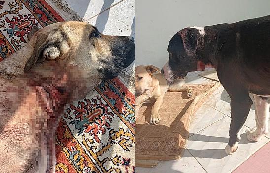 Elazığ'da yaban domuzları köpekleri hedef aldı
