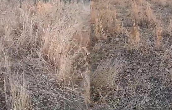 Elazığ'da yaban domuzu alarmı: araziler tehlike altında