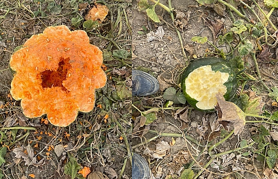 Elazığ'da yaban domuzu istilası: Bahçeler talan edildi