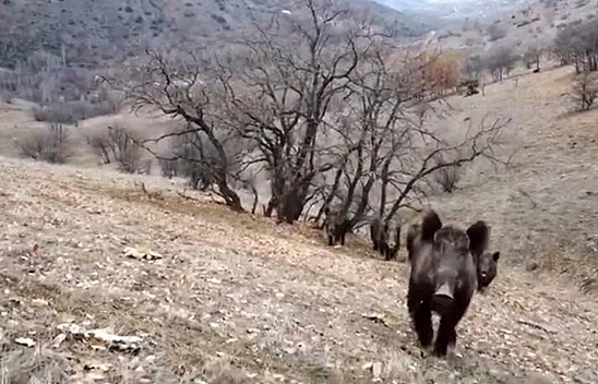 Elazığ'da yaban hayatı kameralara yansıdı