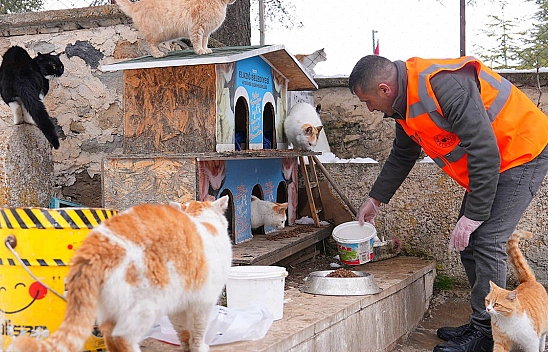 Elazığ'da yaban ve sokak hayvanlarına iç ısıtan yardım