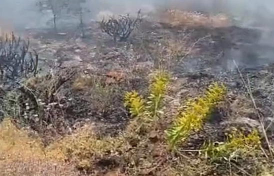 Elazığ'da yangın paniği!