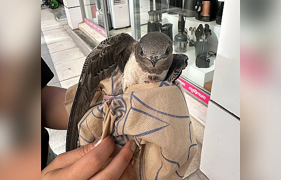 Elazığ'da yaralı halde bulunan Ebabil kuşu tedavi ediliyor