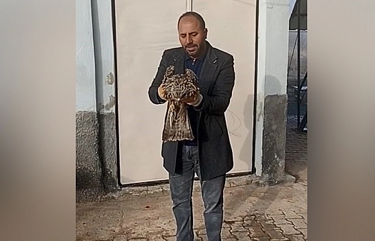 Elazığ'da yaralı kartal koruma altına alındı