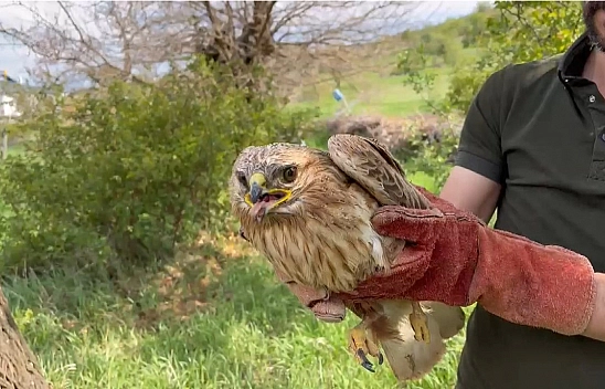 Elazığ'da yaralı şahin koruma altına alındı