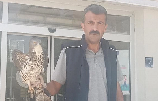 Elazığ'da yaralı şahin tedavi altına alındı