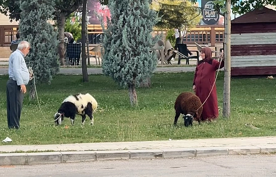 Elazığ'da yaşlı çiftin koyunlarını gezdirmesi renkli görüntüler oluşturdu