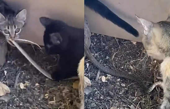 Elazığ'da yavru kedilerin yılanla oyunu