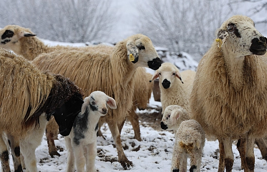 Elazığ'da Yeni Yılın İlkleri