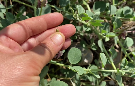 Elazığ'da yetişiyor ama çoğu kişi bilmiyor! Adeta her derde deva! Elazığ'da yetişen bu bitkiyi tanımayan kalmayacak