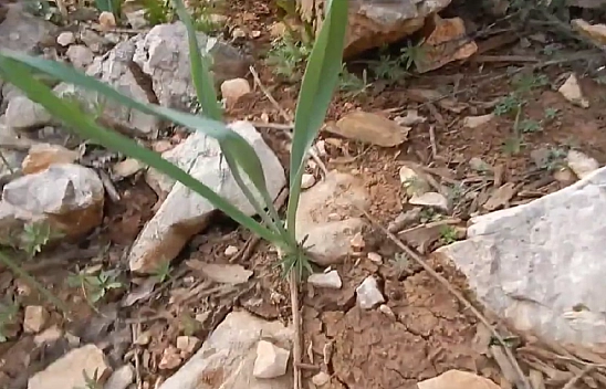Elazığ'da yetişiyor: Bu bitki antibiyotiklere rakip!