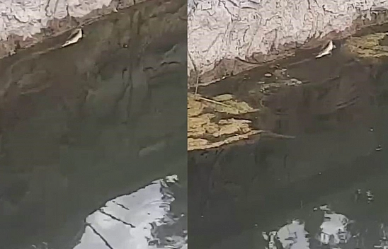 Elazığ'da yılan avlanırken görüntülendi