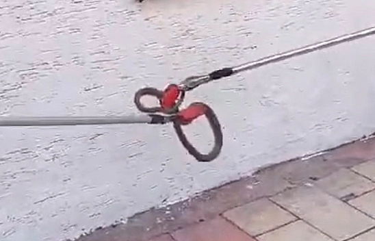 Elazığ'da Yılan Paniği